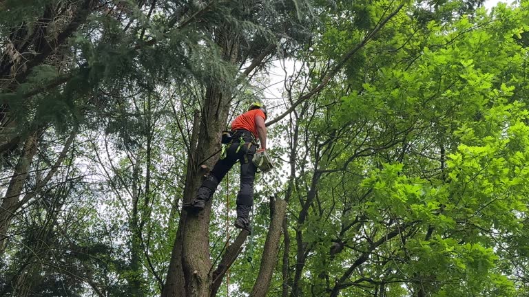 Best Tree Trimming and Pruning  in Nicholson, GA